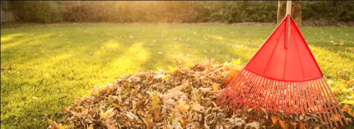 Fall Clean Up